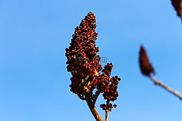 樹,景觀,性質(zhì)