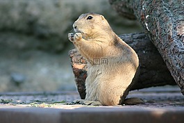 草原土撥鼠,動物,性質(zhì)