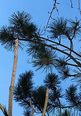 藍(lán)色,天空,杉木