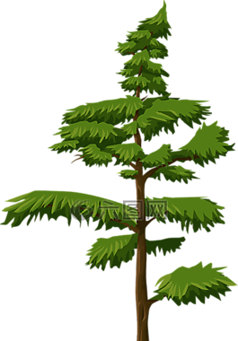 冷杉,樹(shù),樹(shù)干