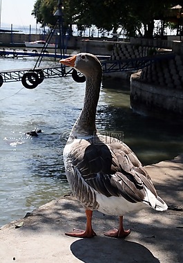 鵝,鳥,自然