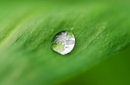植物,綠色,詳細