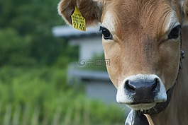 牛,動(dòng)物,農(nóng)場(chǎng)