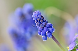 春,自然,花