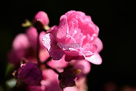 玫瑰,粉紅色,水