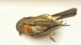 死,鳥,寂寞