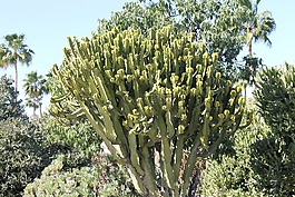 仙人掌,沙漠,景觀
