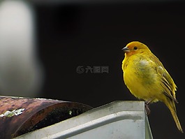 鳥,黃色雀,熱帶鳥