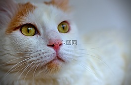 貓,土耳其,白