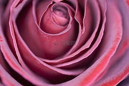 開花,花,廠