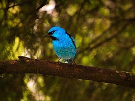 熱帶鳥,藍(lán)鳥,小鳥