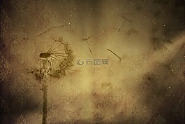 紋理,背景,壁紙
