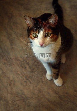 貓,寵物,看看