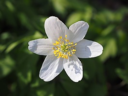 木?？?開花,花