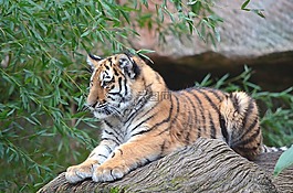 虎,動物,動物園