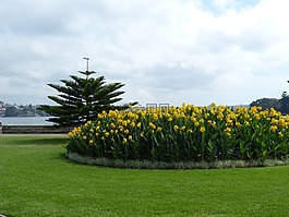 悉尼,澳大利亞,植物園