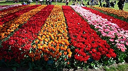 鮮花,郁金香,原野