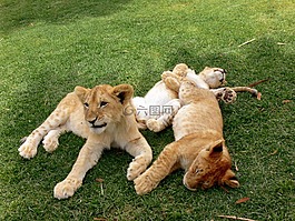獅子,小獅子,小熊