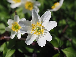 木?？?開(kāi)花,花