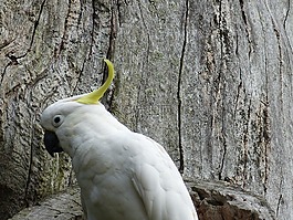 鸚鵡,鳥,動物