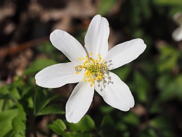 木?？?開花,花