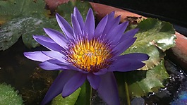 植物區(qū)系,自然,花