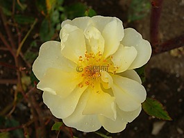 玫瑰,黃色,盛開(kāi)