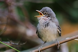 黑鳥,鳥,花園
