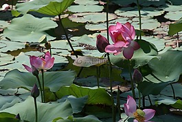 越南,蓮花,花