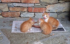 貓,小貓,飼料