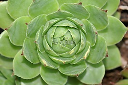 绿色的植物,工厂关闭,幼树宏