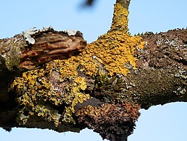 科,性質(zhì),青苔