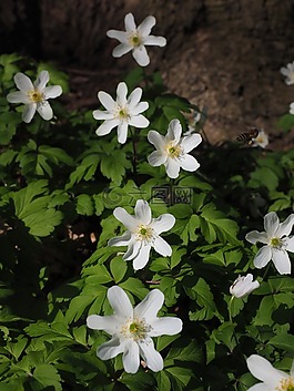 木?？?開(kāi)花,花