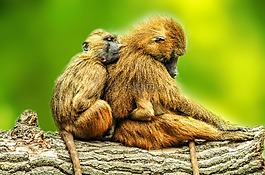 動物,狒狒,棕色