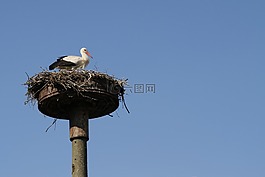 鹳,storchennest,adebar