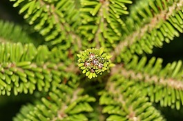 云杉,植物,性質(zhì)