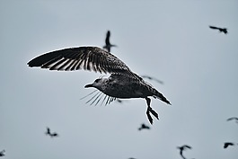 鳥(niǎo),鳥(niǎo)嘴,羽毛