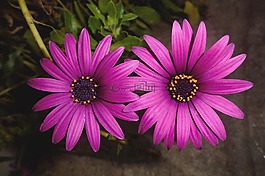 菊花,鮮花,水華