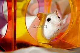 倉鼠,嚙齒類動物,國內(nèi)動物
