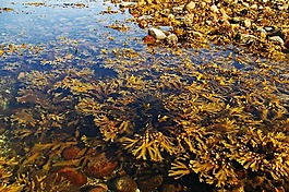 海草,波羅的海,海岸