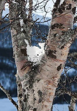 三,雪,冬天