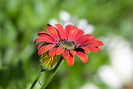 花,紅色,橙