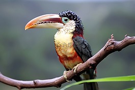 大嘴鳥,鳥,野生動物