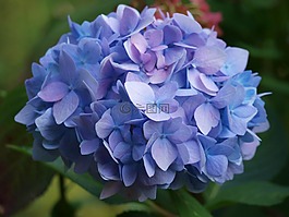 八仙花,繡球,藍(lán)色