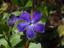 長春,花,開花