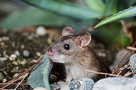 鼠標,nager,動物