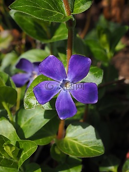 長春,花,開花