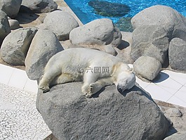白熊,太陽,睡眠