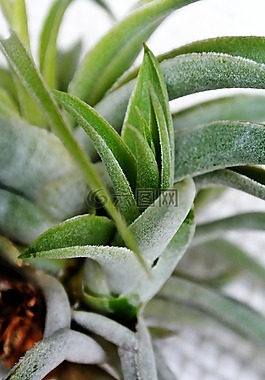 鐵,綠色,植物