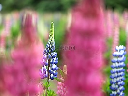 鮮花,花園,自然